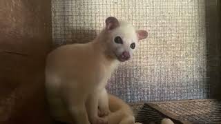 Cute But Deadly Weasel At The Animal Market [upl. by Holle156]