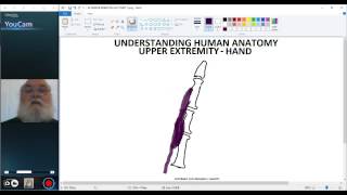 UNDERSTANDING HUMAN ANATOMYUPPER EXTREMITY HAND EXTENSOR EXPANSION [upl. by Noissap]