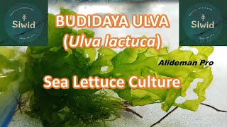 BUDIDAYA ULVA Ulva lactuca DI WADAH TERKONTROL  Sea Lettuce Cultured in Controlled Tank [upl. by Draper]