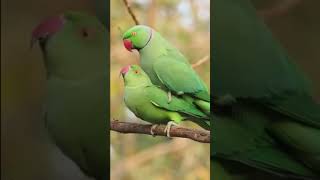 The Mating Dance of indian Ringneck Parrots viralvideo [upl. by Esinad]