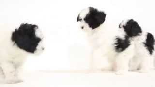 Bread Basket Puppies Commercial [upl. by Enitnatsnoc]