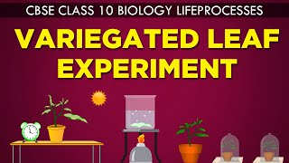 VARIEGATED LEAF EXPERIMENT  LIFE PROCESSES  cbse 10th biology Ncert Class 10  CBSE syllabus [upl. by Nodnrb]