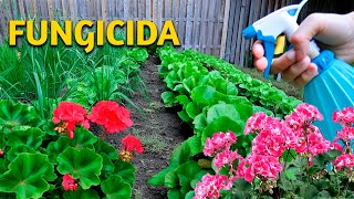 SOLUCIÓN DEFINITIVA para HONGOS con este FUNGICIDA CASERO para plantas huerto o jardín [upl. by Anikahs]