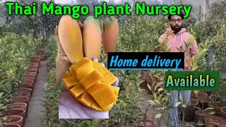 Best Thai Mango PlantMango ka Top NurseryGreen House Nursery [upl. by Marthe]