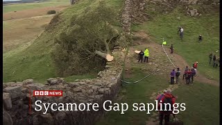 Sycamore Gap tree saplings to be planted across the UK 1 year on 17 UK  27Sep2024 [upl. by Erdnaek]