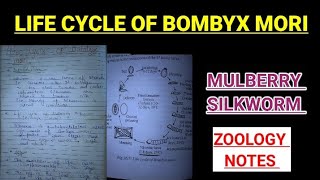 Life cycle of bombyx mori notes silkworm zoology bsczoology vbu bbmku skmu ZOOLOGYNOTES [upl. by Tol]