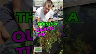 Quick Tip Rotala Rotundifolia  PART 1 [upl. by Santos]