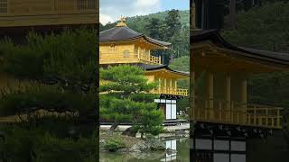 Kinkakuji Temple The Golden Pavilion Kyoto Japan shorts japan kinkakuji [upl. by Nugent]