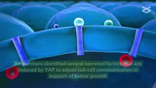 Understanding and disrupting tumor cell communication in liver cancer [upl. by Batruk282]