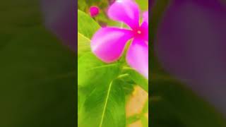 Beautiful baramasi fullyoutubeshorts shortsvideo viralvideo flower lovers [upl. by Novi823]