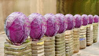 How to Grow Super Delicious Specialty Purple Cabbage at Home [upl. by Eddi416]