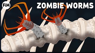 The WhaleBoneEating Zombie Worm [upl. by Aydne]