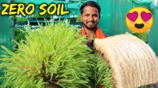 बिना मिट्टी  Organic Farming  90 पानी की बचत  Hydroponics Farming in India  Indian Farmer [upl. by Brott474]