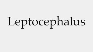 How to Pronounce Leptocephalus [upl. by Akimal374]