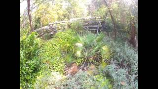 Chamaerops humilis palm after worst freeze on record Update [upl. by Andra]