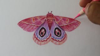 Como desenhar uma MARIPOSA Leucanela PASSO A PASSO narrado [upl. by Max]