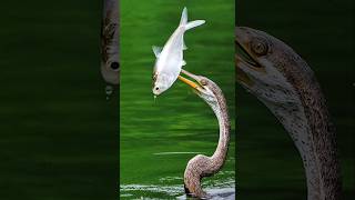 Darter snake birds eat fish in [upl. by Thom]