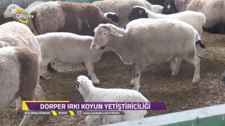 Küçükbaş DünyasıDorper Irkı Koyun NedirNasıl Yetiştirilir [upl. by Eirelav475]