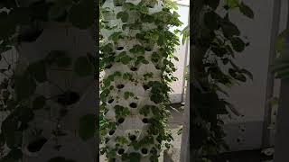 aeroponictowerhydroponictowertowerfarmplantgardenaeroponichydroponic [upl. by Janaya]