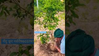 Kinnow 2year plants best quality farming kinnow nature [upl. by Fiorenze634]