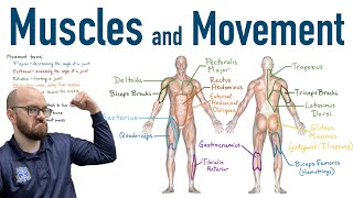 Muscles and Movement  Antagonist Pairs of Muscles [upl. by Eel786]