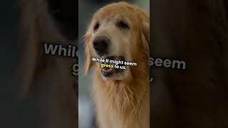 Why Dogs Sniff Butts cat factsdogvideos dog [upl. by Rainer]