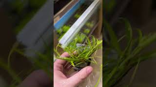 Juncus Repens aquarium plants aquariumplants paludarium [upl. by Lavinie]