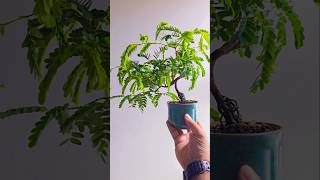 Tamarindus indica bonsai bonsaiwork bonsaitree minibonsai plants minibonsai garden tiktok [upl. by Lina68]