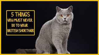 5 Things You Must Never Do to Your British Shorthair [upl. by Wahl]