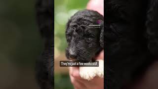 Itty Bitty Standard Poodle Puppy Era standardpoodle puppy abovestandardpoodles [upl. by Baynebridge]