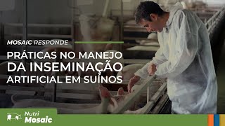 Mosaic Responde  Inseminação em suínos e o manejo correto [upl. by Eliason]