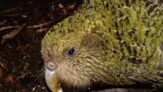 Kakapo Nest [upl. by Nevyar]