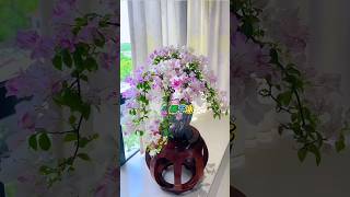 Beautiful vesa gardening ideas gardening shorts plants [upl. by Alleuol]