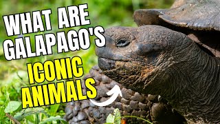 These are the most iconic animals of the Galapagos Islands [upl. by Ybrik]