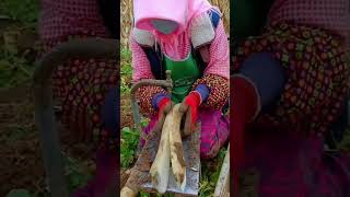 youtubeshorts agriculture viralvideo [upl. by Anivlis]