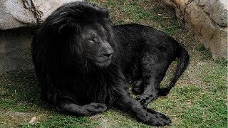 5 सबसे दुर्लभ शेर  5 Most Unique Lions in the World [upl. by Aicinat67]