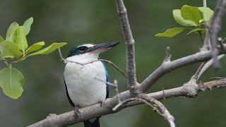 Collared kingfisher Bird Beautifully on the tree [upl. by Atsylak595]