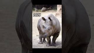 2024 rhinoceros and 5000bce rhinoceros  Past animals shorts Trend trend new animal today [upl. by Lucia]