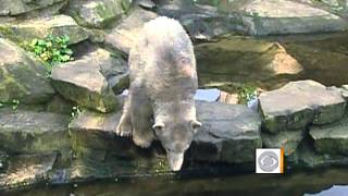 The mysterious death of Knut the polar bear [upl. by Schoenfelder626]