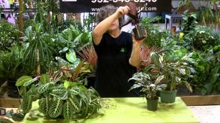 Tech talk merant calathea [upl. by Aihset]