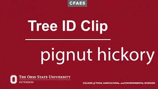 Tree ID Clip pignut hickory [upl. by Noislla]