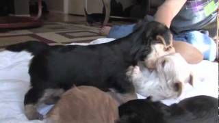 morkie puppies playing [upl. by Calley993]