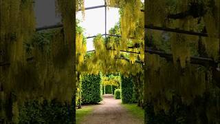 Spectacular Laburnum Arches shorts gardening spectacular [upl. by Iphlgenia]