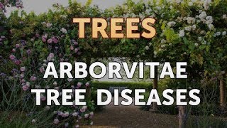 Arborvitae Tree Diseases [upl. by Gwynne839]