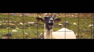 Taylor Swift  Trouble Goat Remix [upl. by Dougherty938]