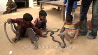 These Indian kids play with real life snakes on a daily basis [upl. by Trebliw242]