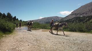 Burro Days Race Fairplay Colorado [upl. by Linette350]