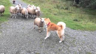 Akita Inu vs Sheep familie [upl. by Natsud]