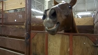 30 Minutes of HILARIOUS Horses  Best Compilation [upl. by Erinn]