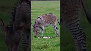 Zonkey The Striped Wonder  A Rare Hybrid of Zebra and Donkey [upl. by Trilbi]